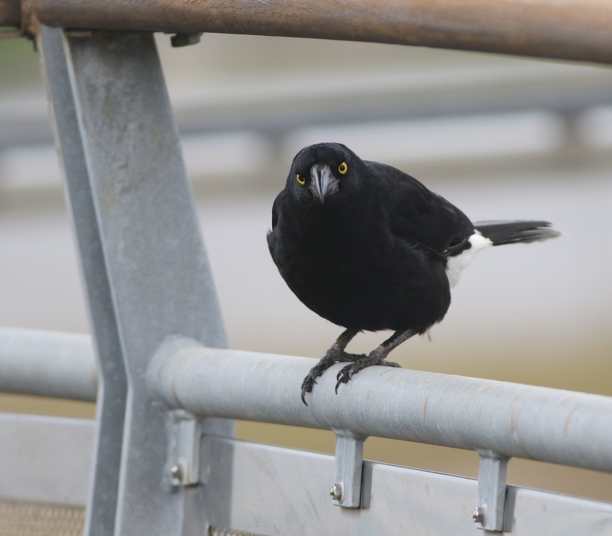 フエガラス - ML644505456