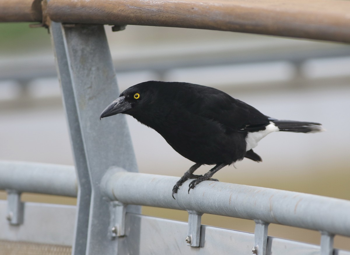 フエガラス - ML644505457