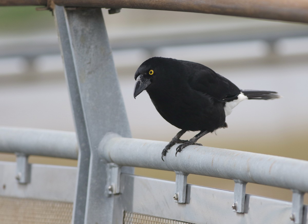 フエガラス - ML644505458