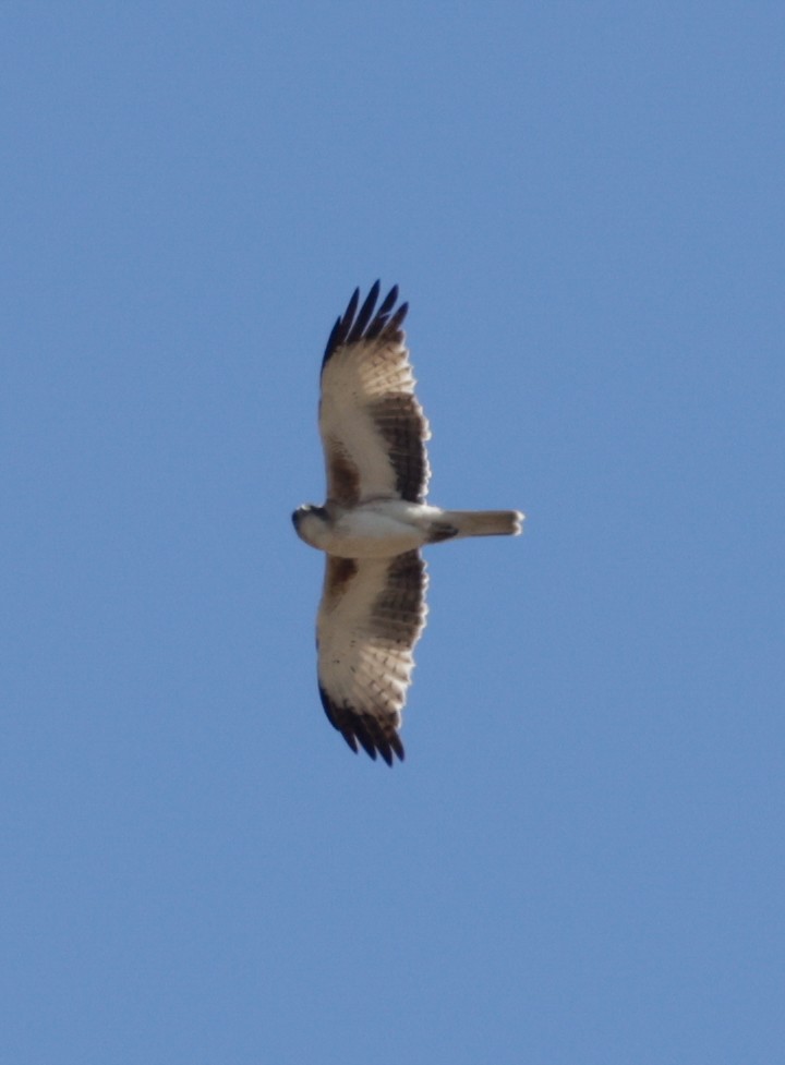 Орел-карлик австралійський - ML644505459