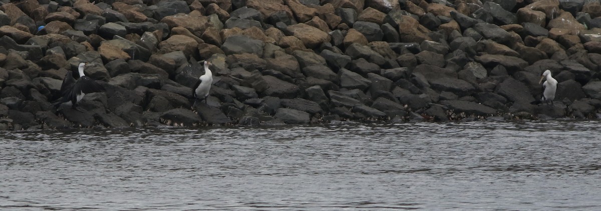 Баклан австралійський - ML644505461