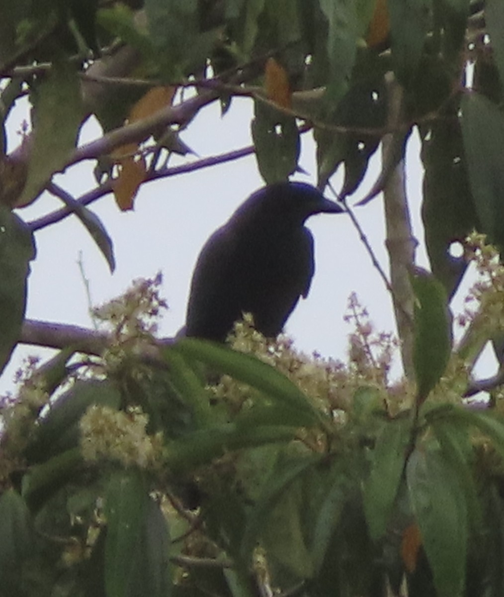 Purplish Jay - ML644505469