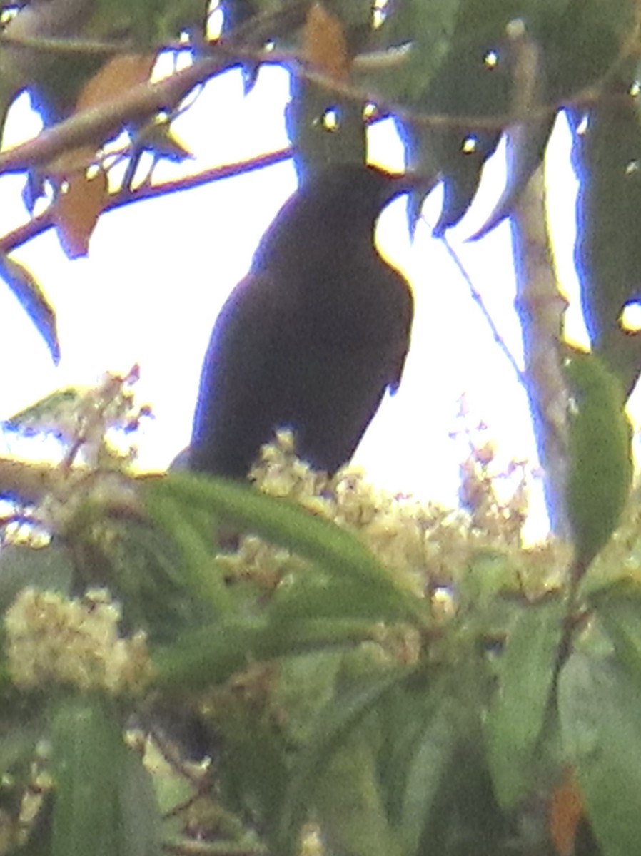 Purplish Jay - ML644505470