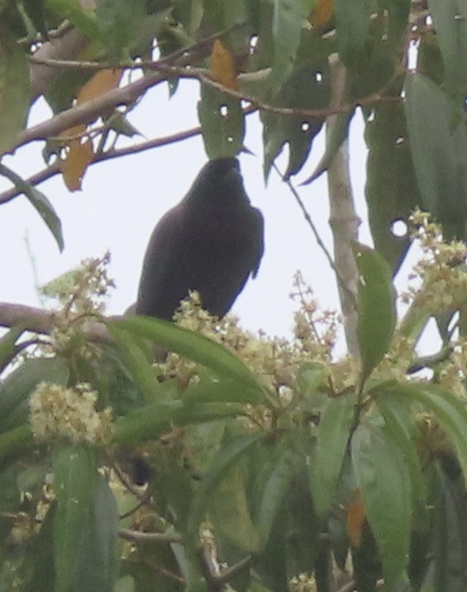 Purplish Jay - ML644505471