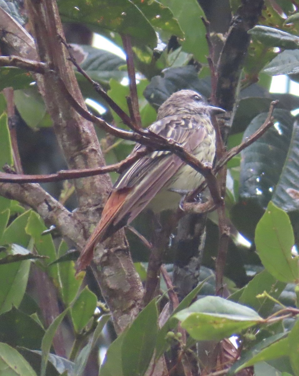 Sulphur-bellied Flycatcher - ML644505480