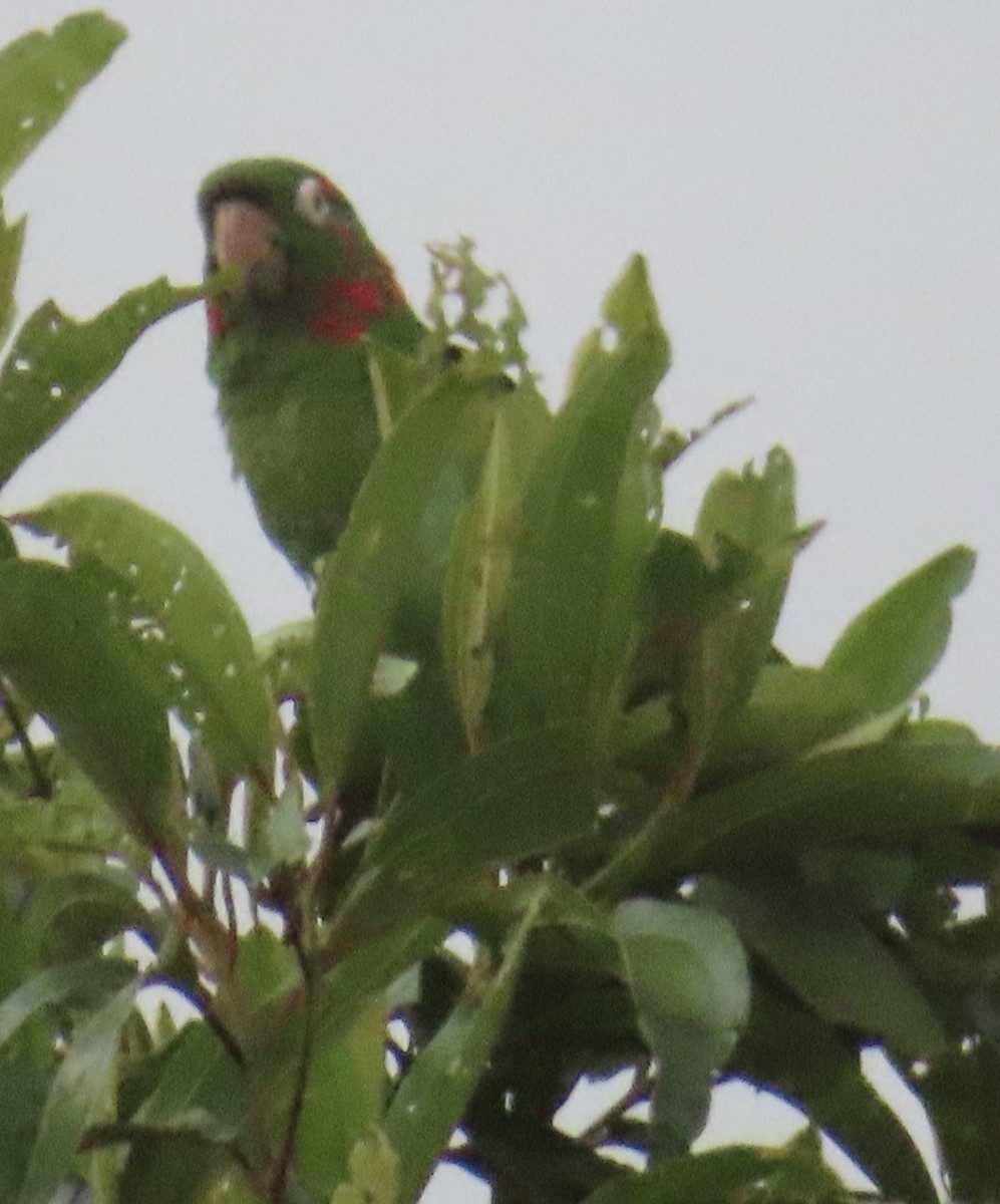 White-eyed Parakeet - ML644505485