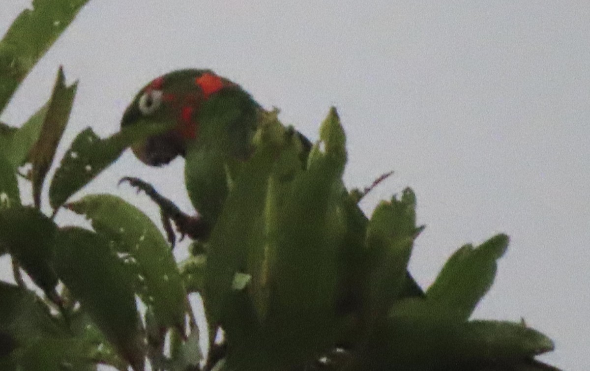 White-eyed Parakeet - ML644505486