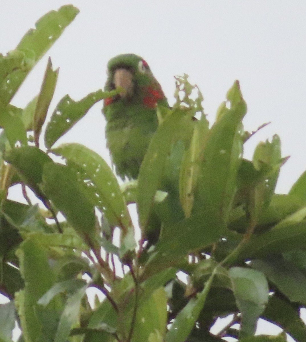 White-eyed Parakeet - ML644505488