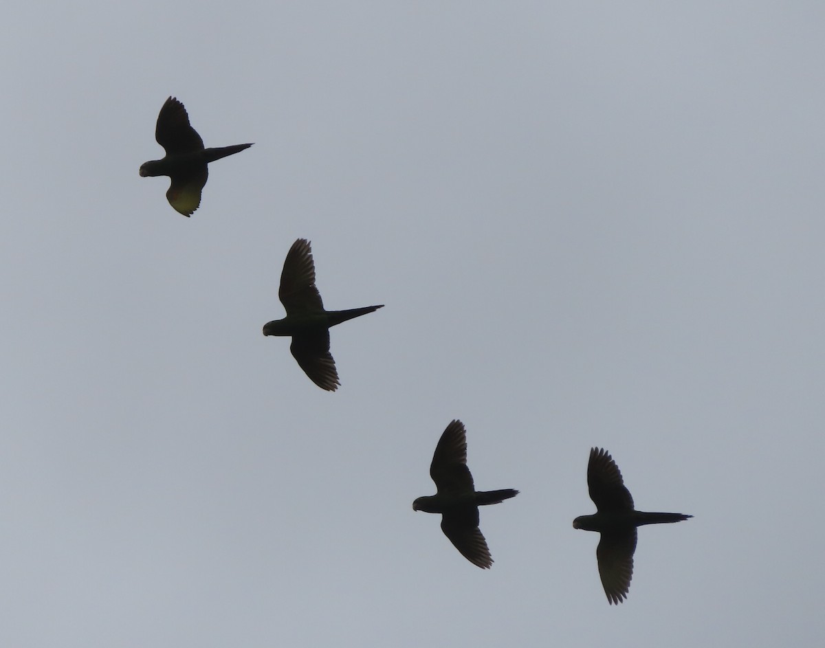 White-eyed Parakeet - ML644505489