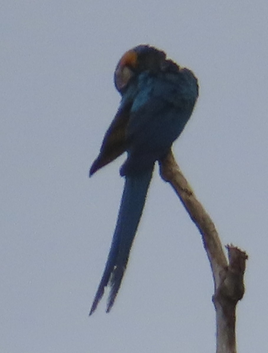 藍黃金剛鸚鵡 - ML644505490