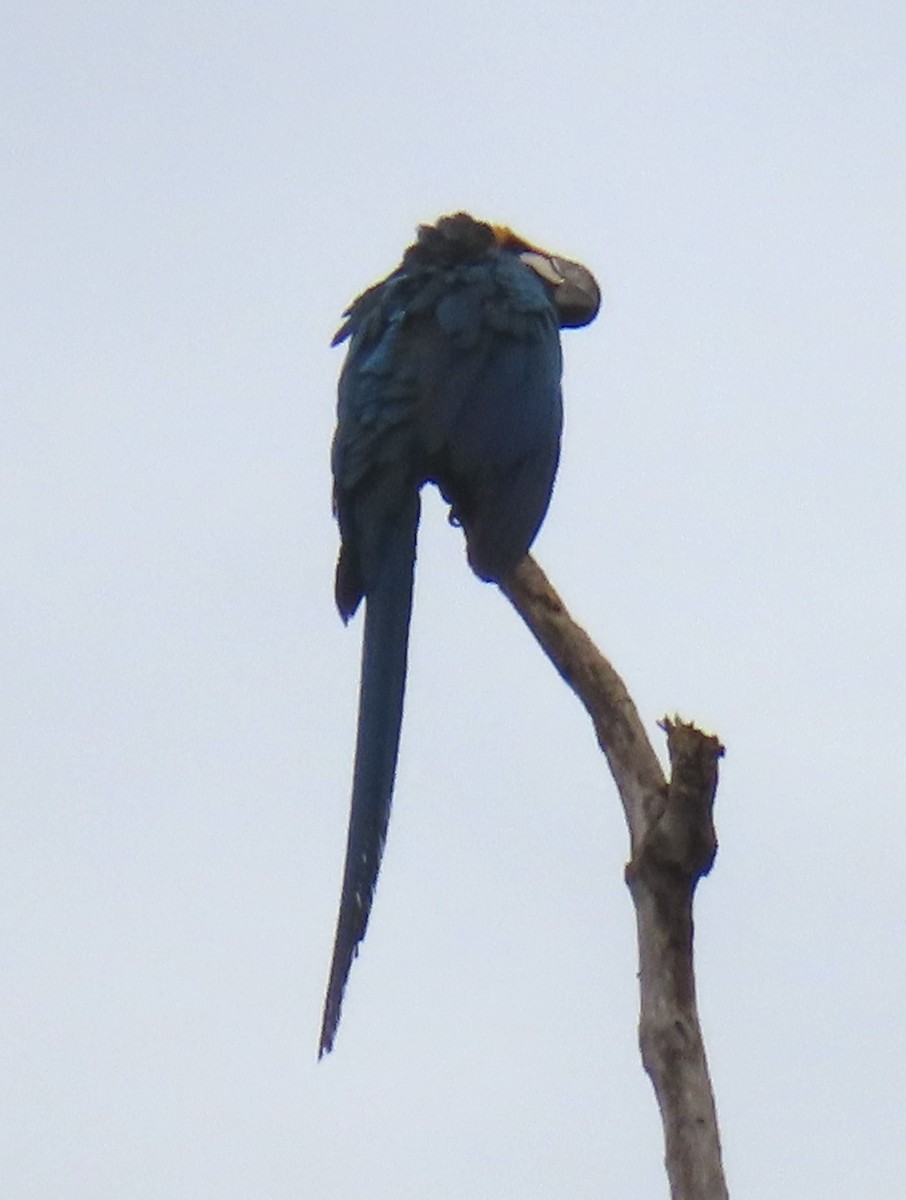 藍黃金剛鸚鵡 - ML644505491