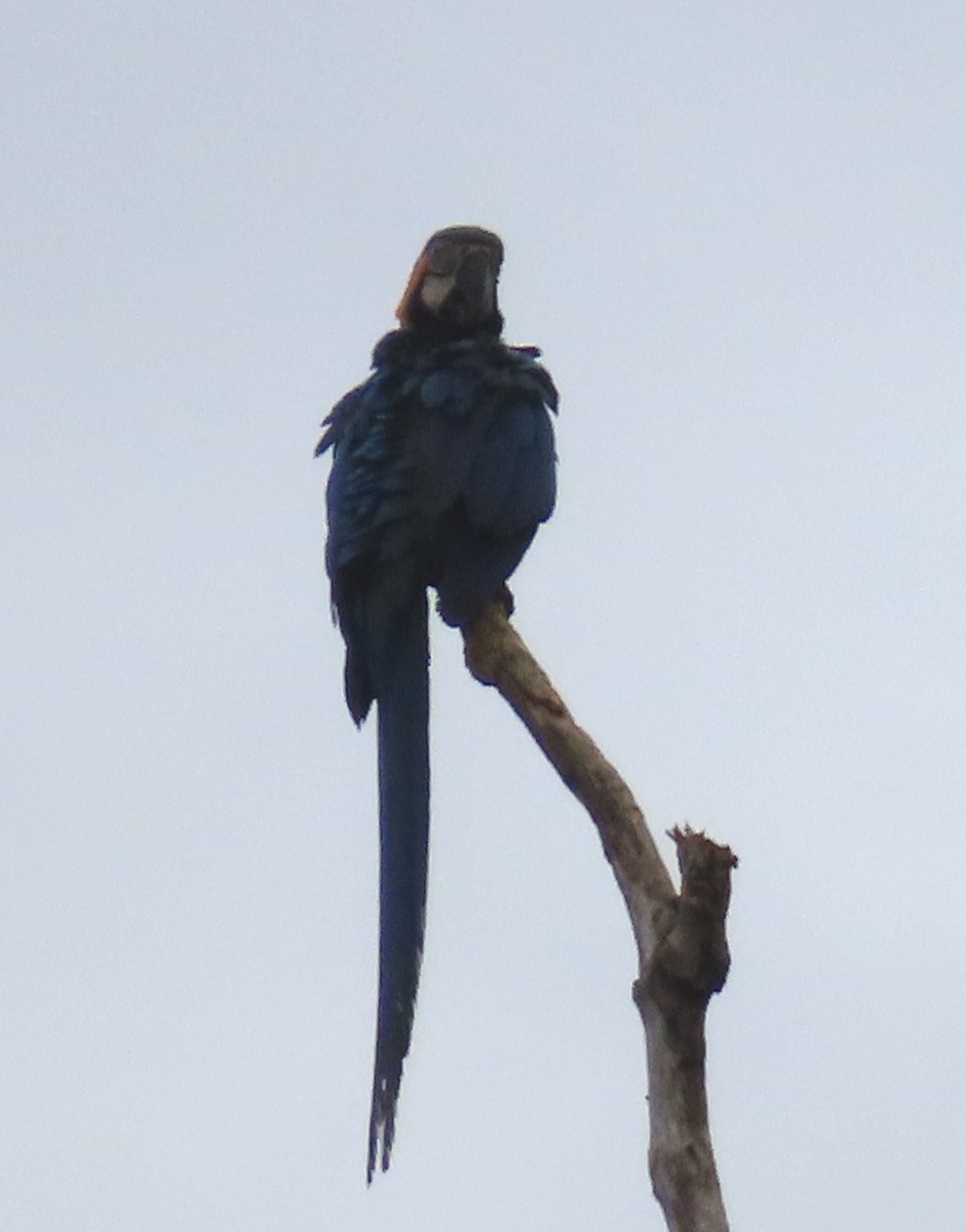 藍黃金剛鸚鵡 - ML644505492