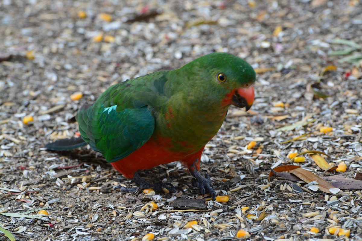 Australian King-Parrot - ML644505494