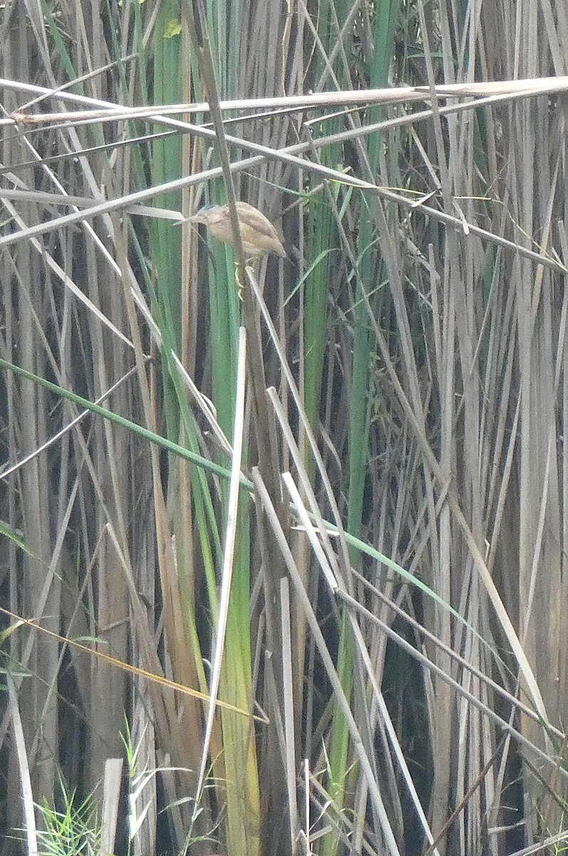 Blongios de Chine - ML644505508