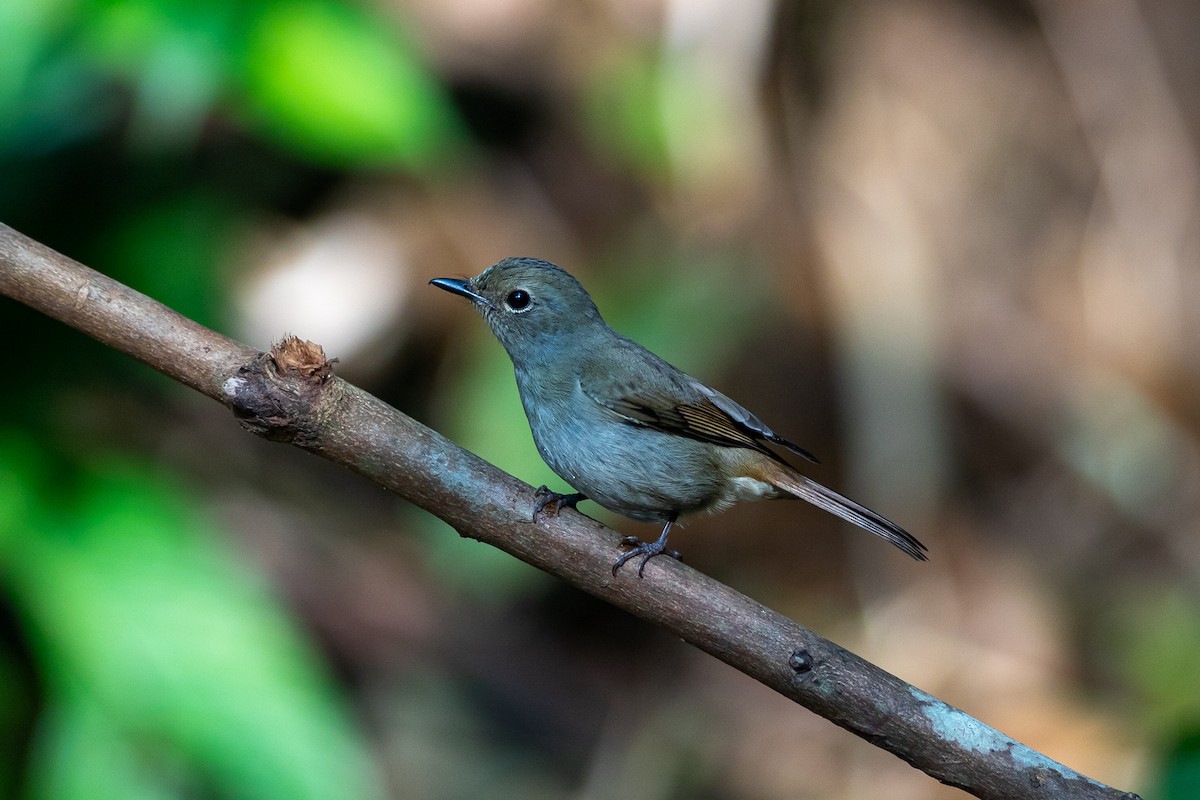 ウスヒメアオヒタキ - ML644505515