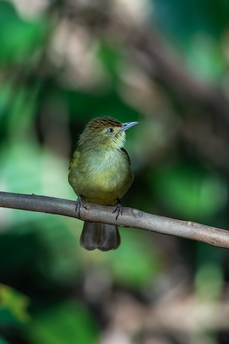 Burma Arapbülbülü - ML644505520