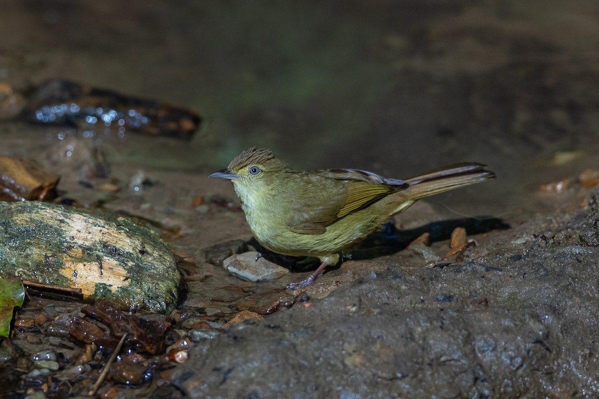 Burma Arapbülbülü - ML644505522