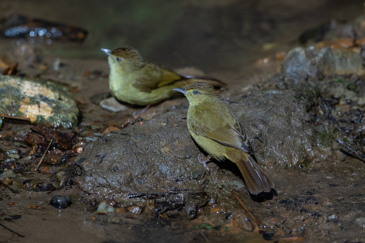 Burma Arapbülbülü - ML644505523