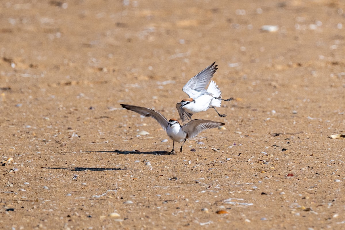 kulík rezavotemenný - ML644505525