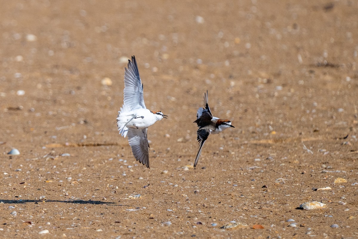 kulík rezavotemenný - ML644505526