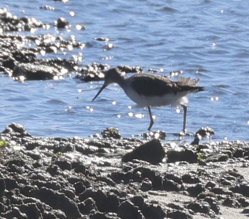 Greater Yellowlegs - ML644505527