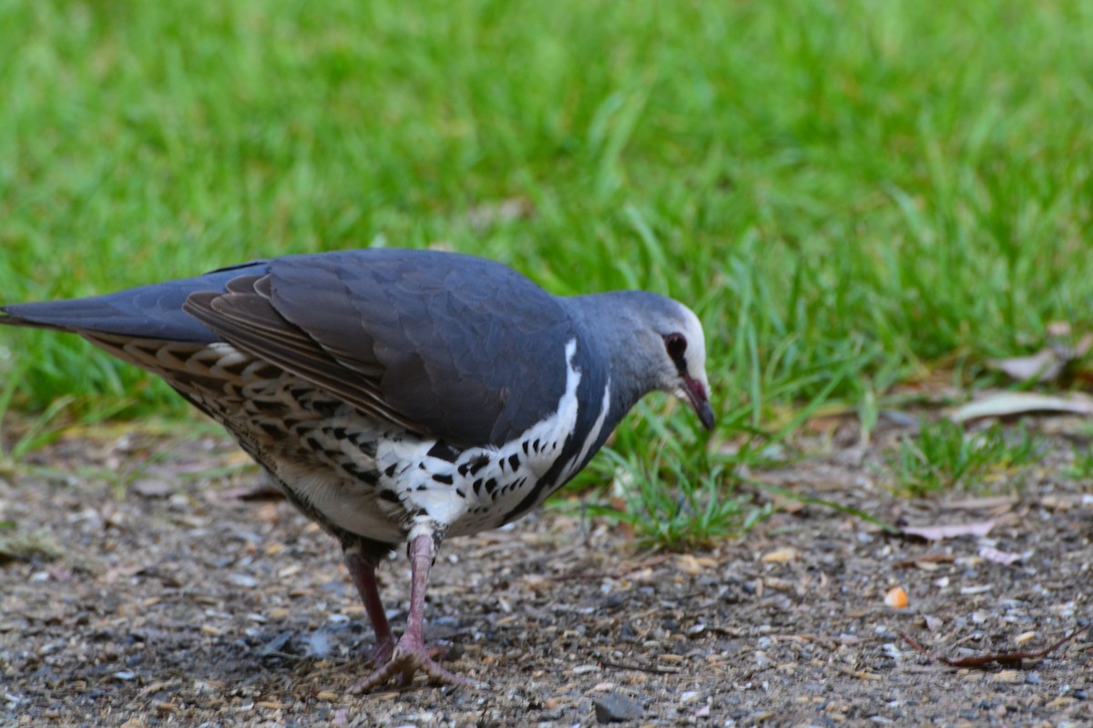 Wonga Pigeon - ML644505529