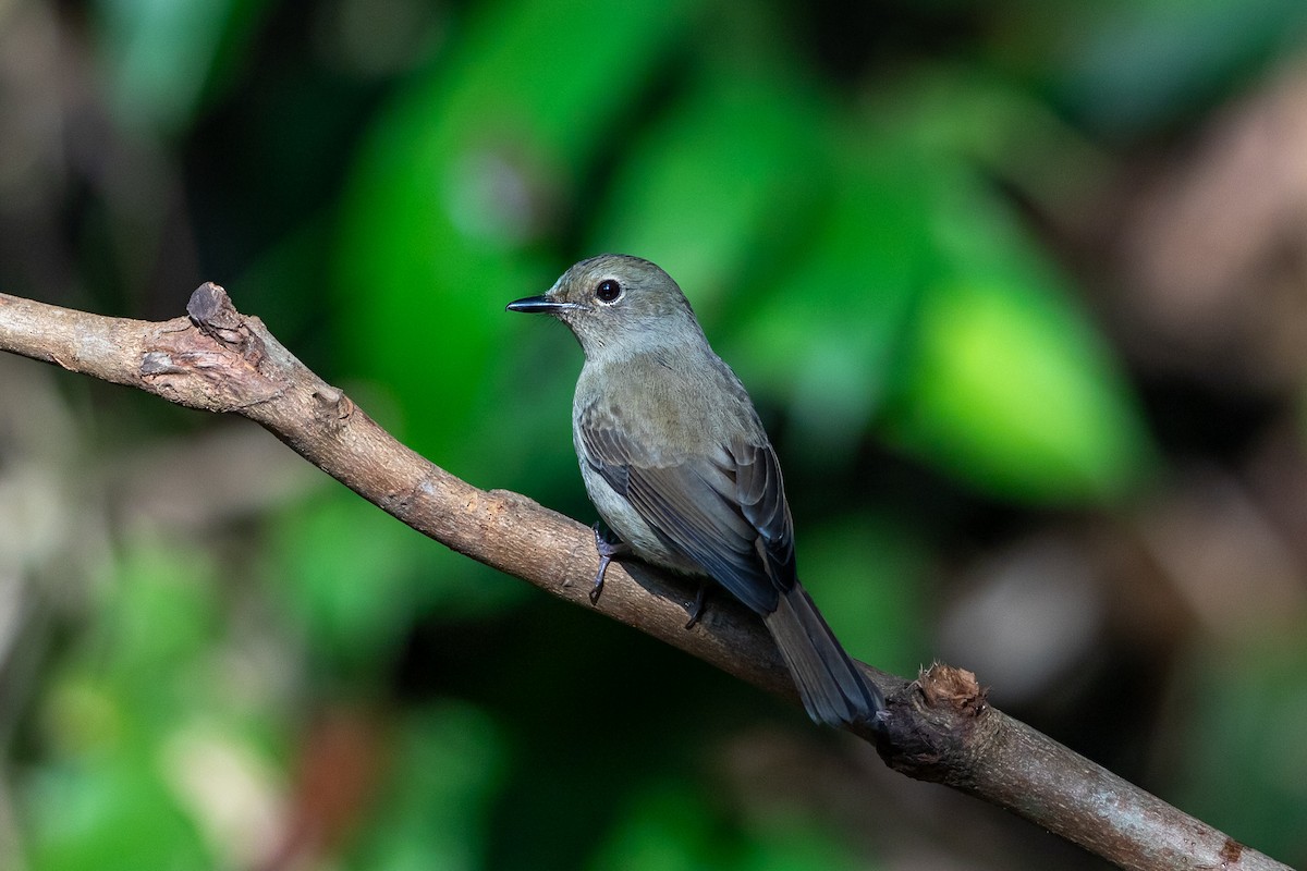 ウスヒメアオヒタキ - ML644505531