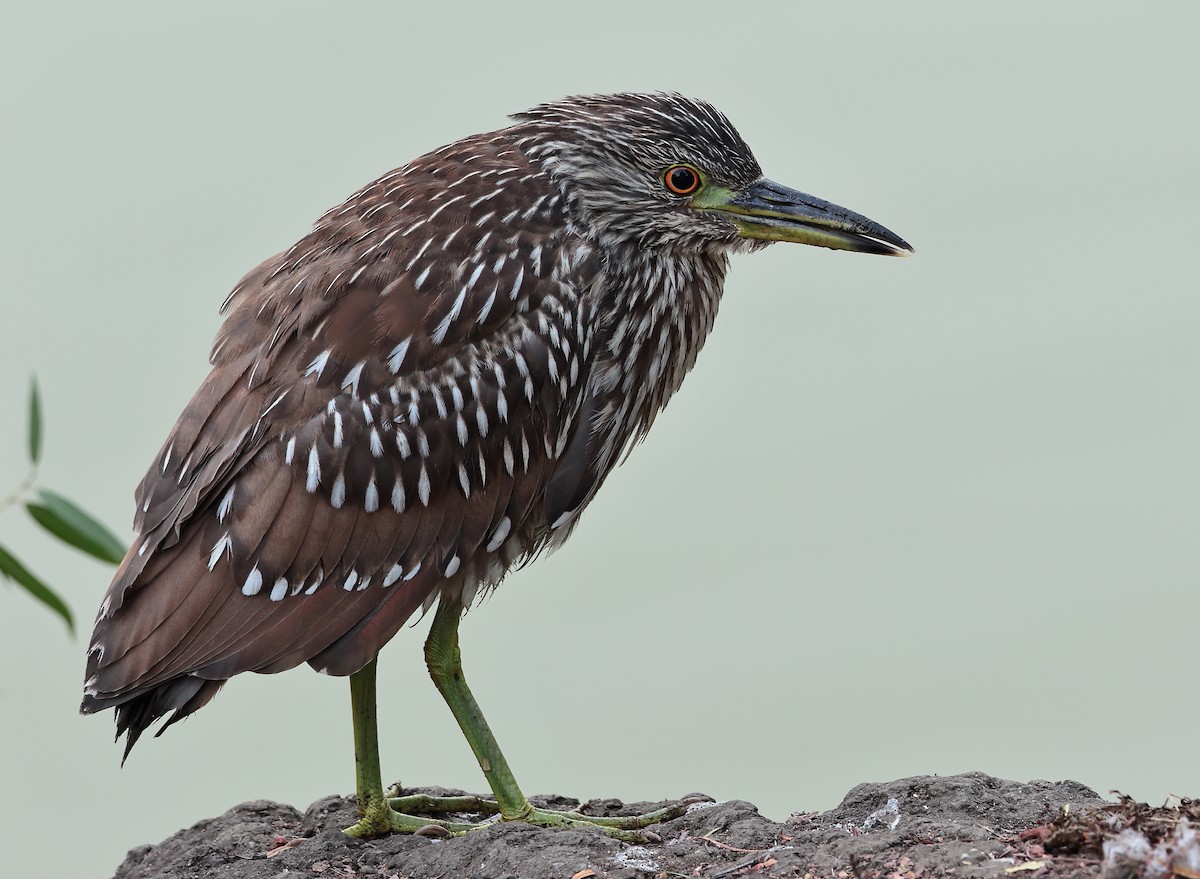 Black-crowned Night Heron - ML644505533