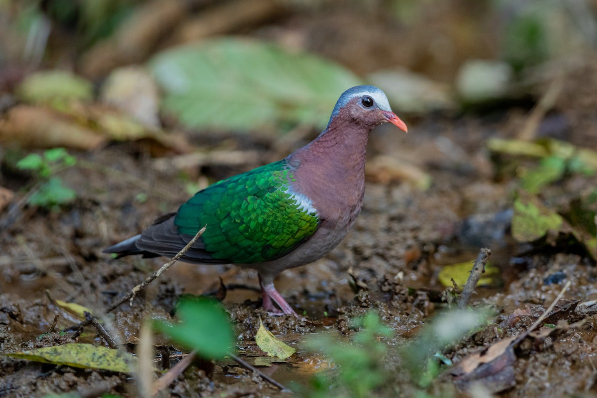 Asian Emerald Dove - ML644505536