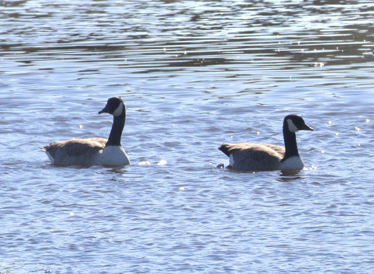 Bernache du Canada - ML644505538