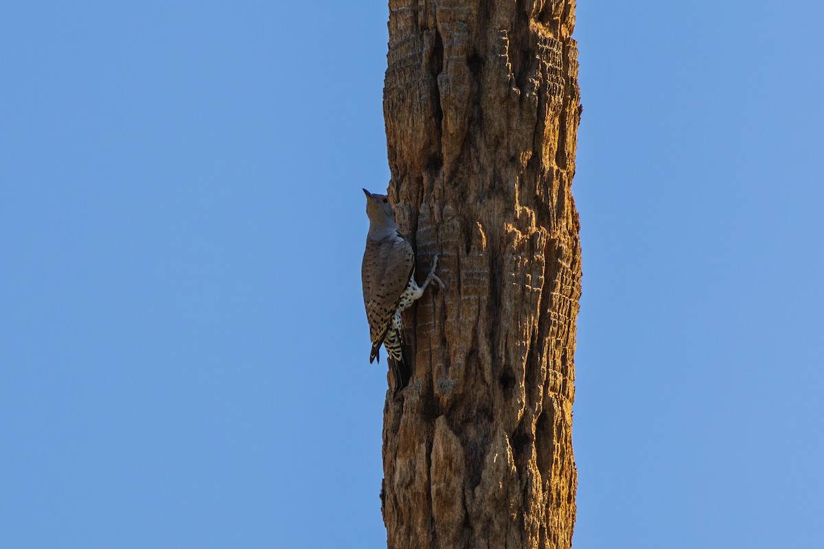 Gilded Flicker - ML644505541