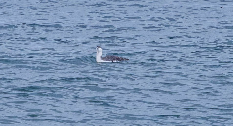 צוללן אדום-גרון - ML644505546