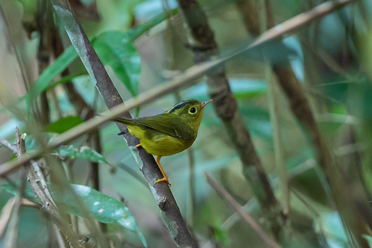 budníček himálajský - ML644505550