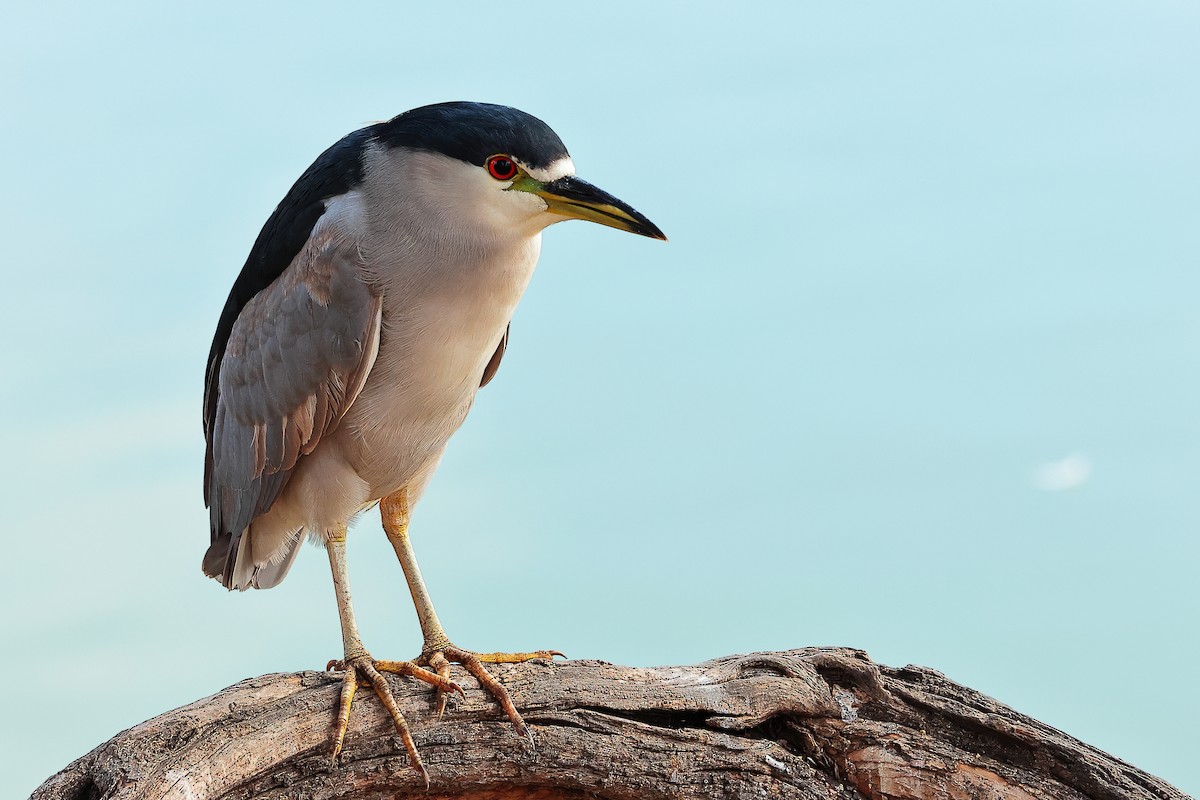 Black-crowned Night Heron - ML644505551