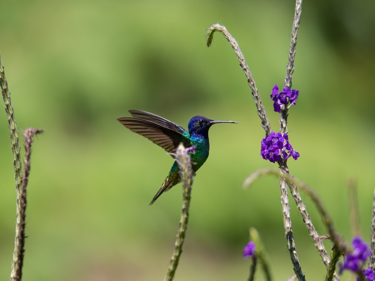 Altın Kuyruklu Zümrüt - ML644505552