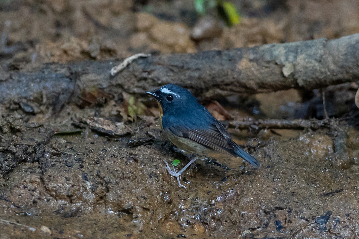 Snowy-browed Flycatcher - ML644505562