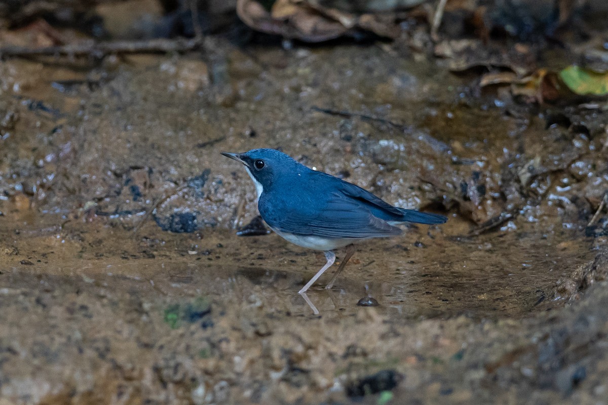 זמיר תכול - ML644505564
