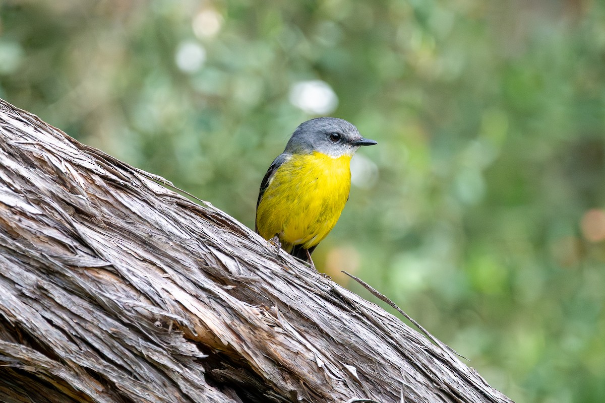 lejsčík žlutý - ML644505568