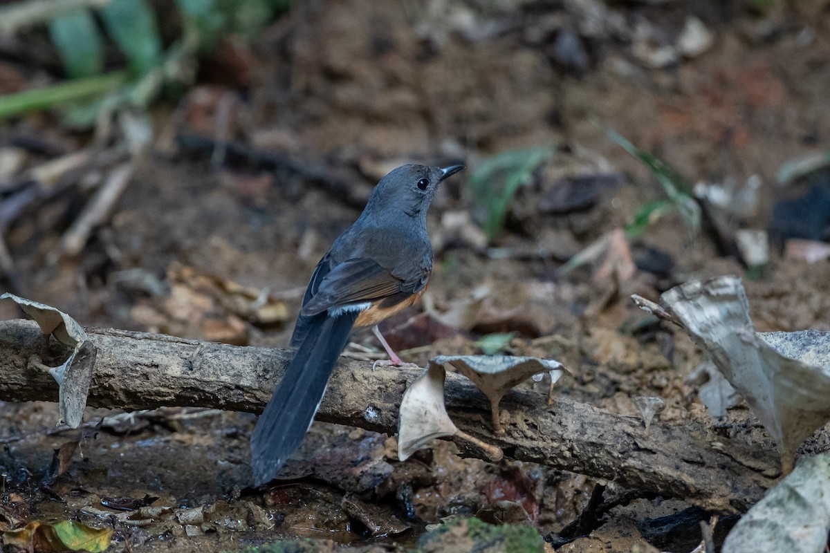 White-rumped Shama - ML644505569