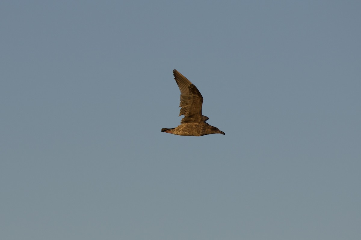 Western Gull - ML644505570