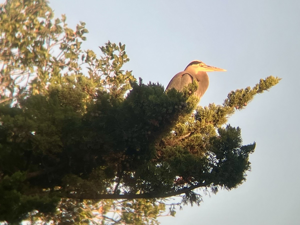 Grand Héron - ML644505572