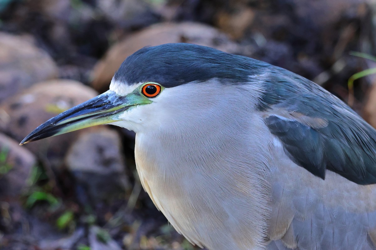 Black-crowned Night Heron - ML644505575