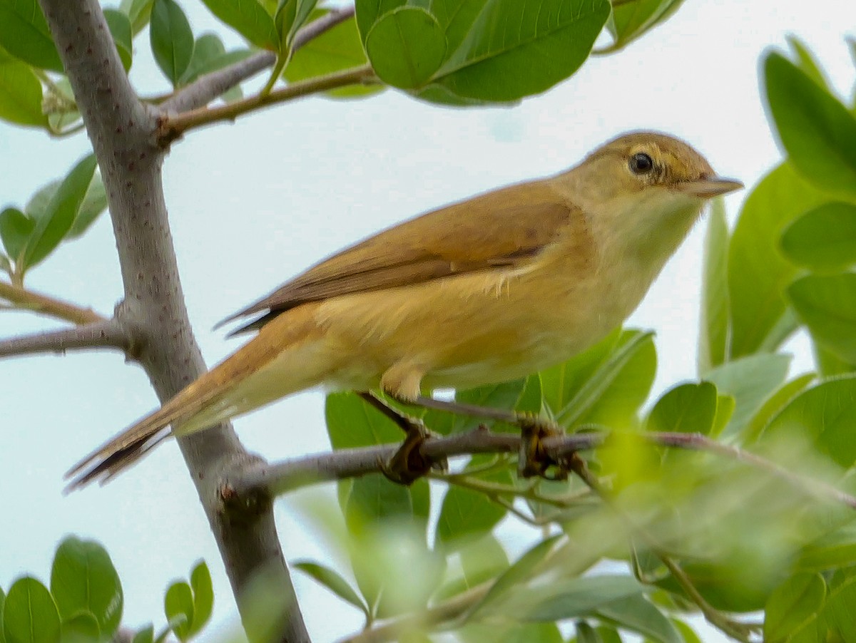 Тростниковая камышевка (группа baeticatus) - ML644505577