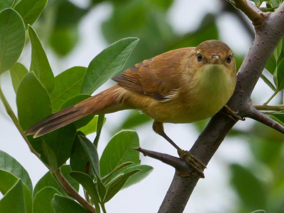 Тростниковая камышевка (группа baeticatus) - ML644505579