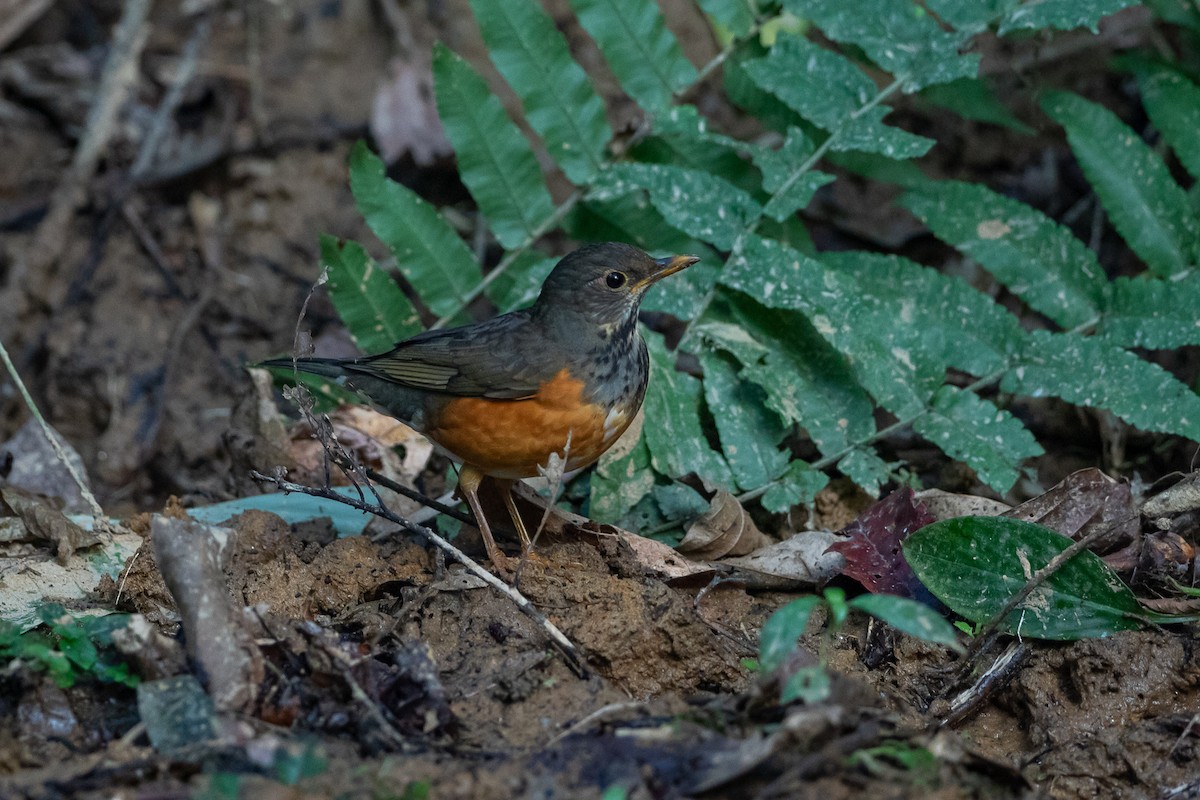 drozd černoprsý - ML644505589