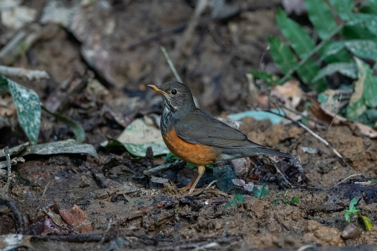 drozd černoprsý - ML644505590