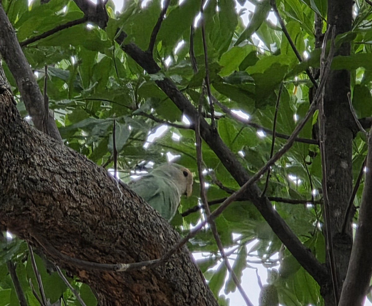 Rosy-faced Lovebird - ML644505591