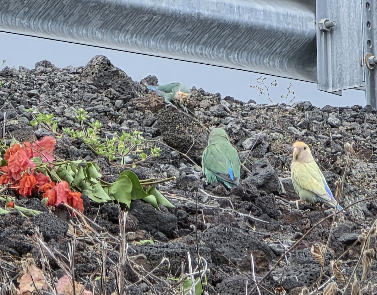 Rosy-faced Lovebird - ML644505592