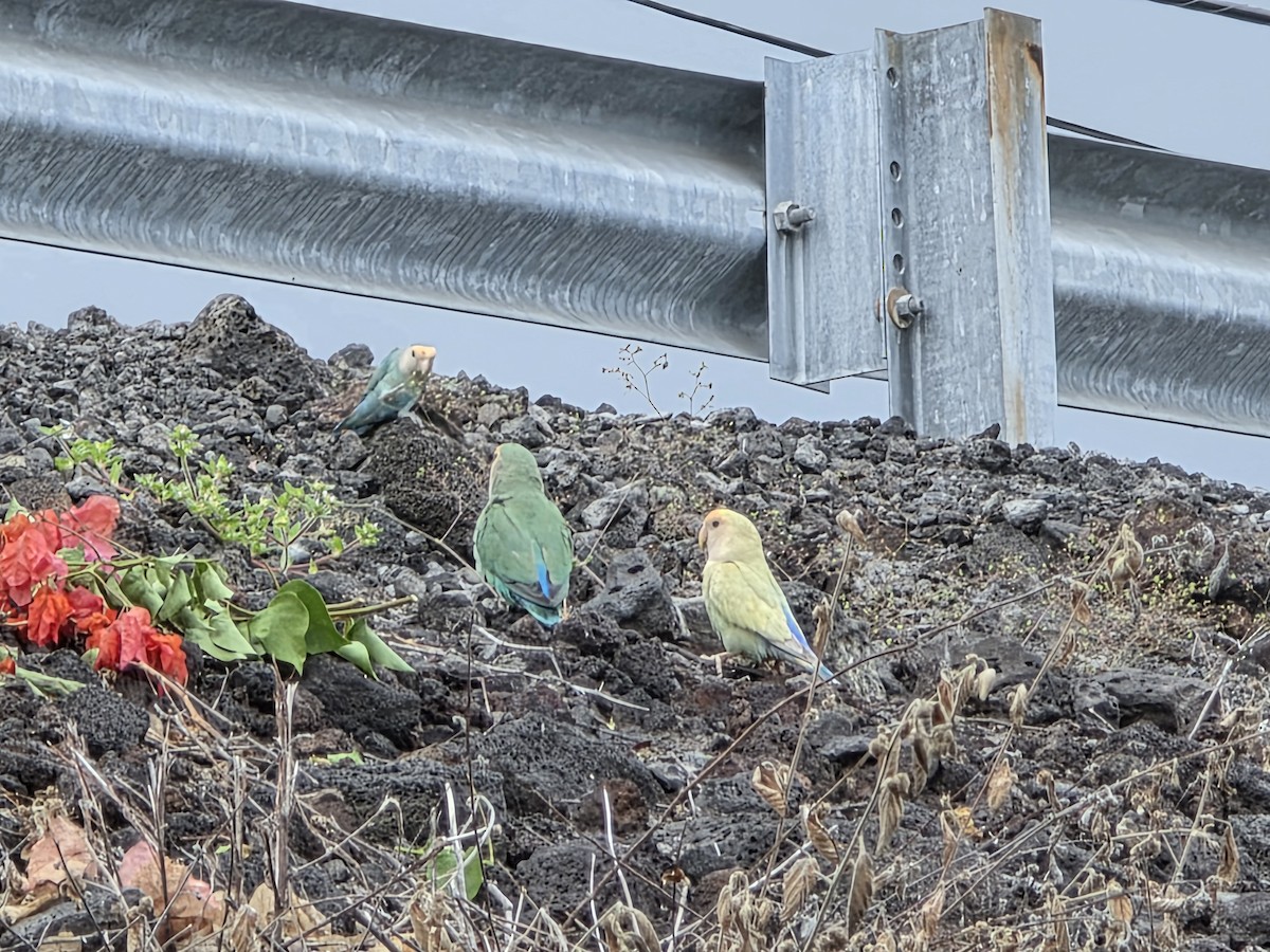 Rosy-faced Lovebird - ML644505593