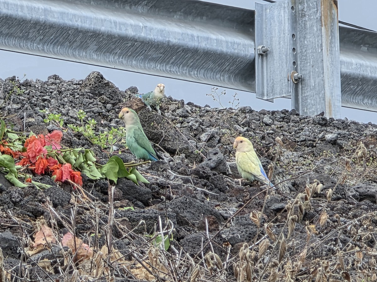 Rosy-faced Lovebird - ML644505594